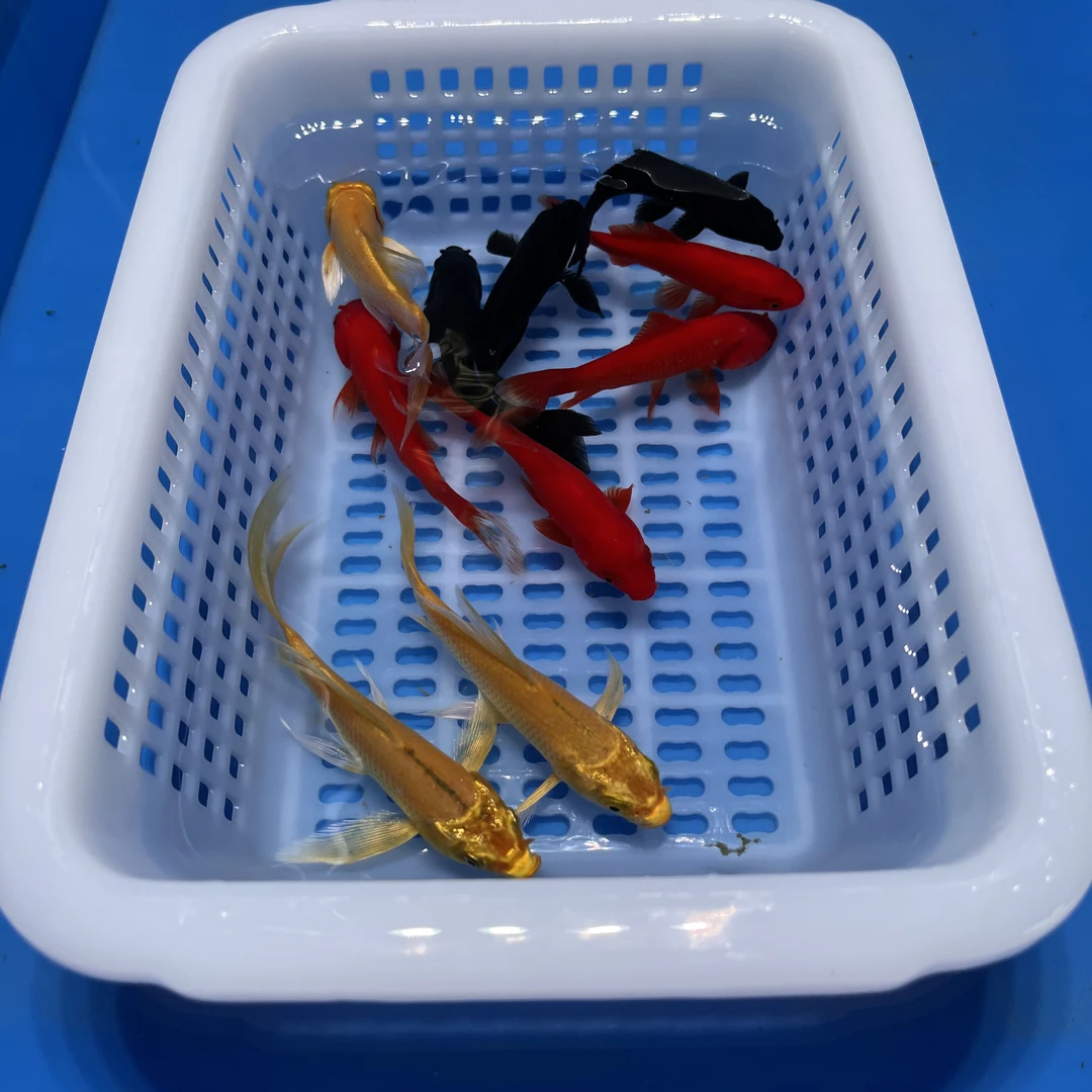 黑红黄(8+)锦鲤草金观赏鱼活物养鱼混养