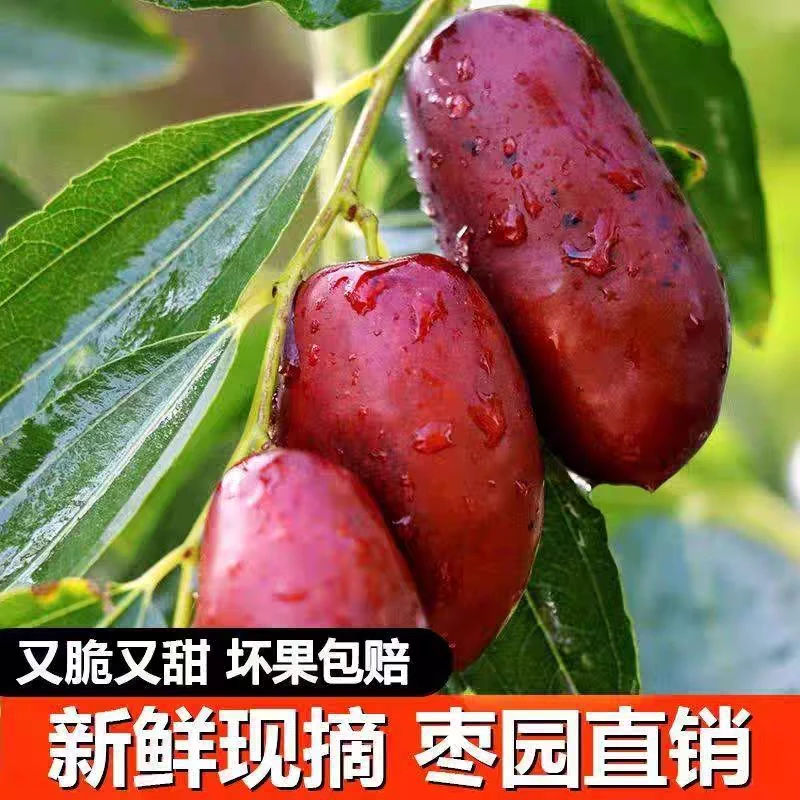 【顺丰快递】沙漠灵武长枣人工采摘现摘现发应季鲜果脆甜可口3-5斤