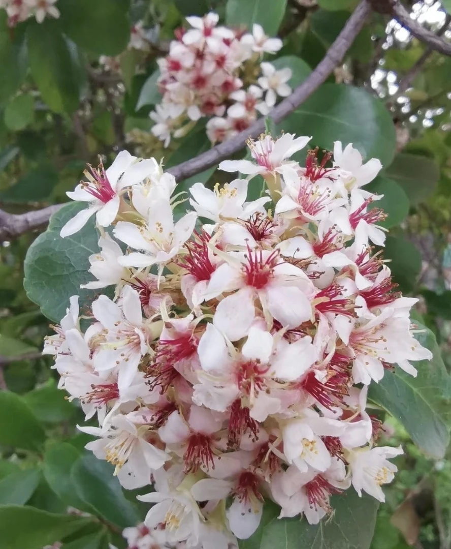 网红植物海岛春花石斑木盆景茶桌室内阳台摆放造景