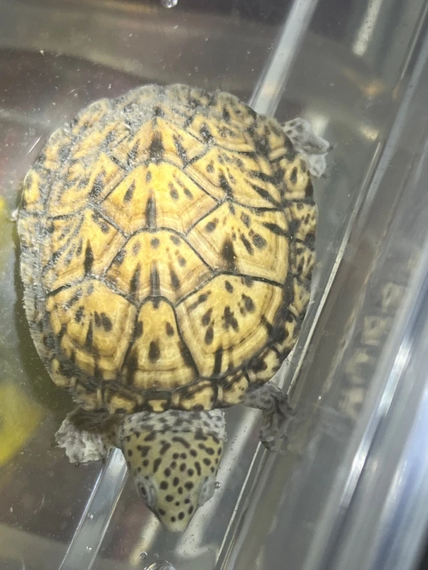 巨头蛋龟可挑可选