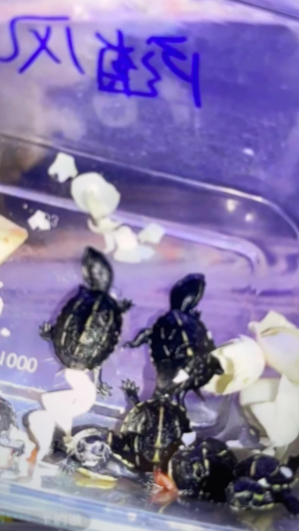 果核全品苗子现场开