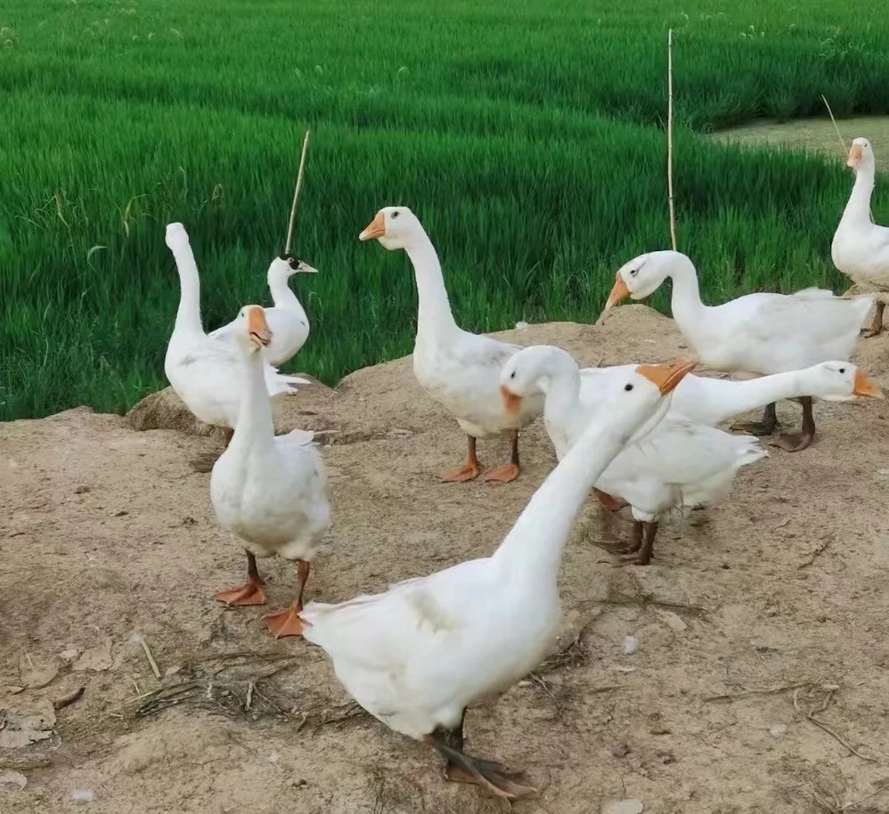 农村散养土鹅 （纯粮食喂养收到尽快使用，如有损坏请联系售后）
