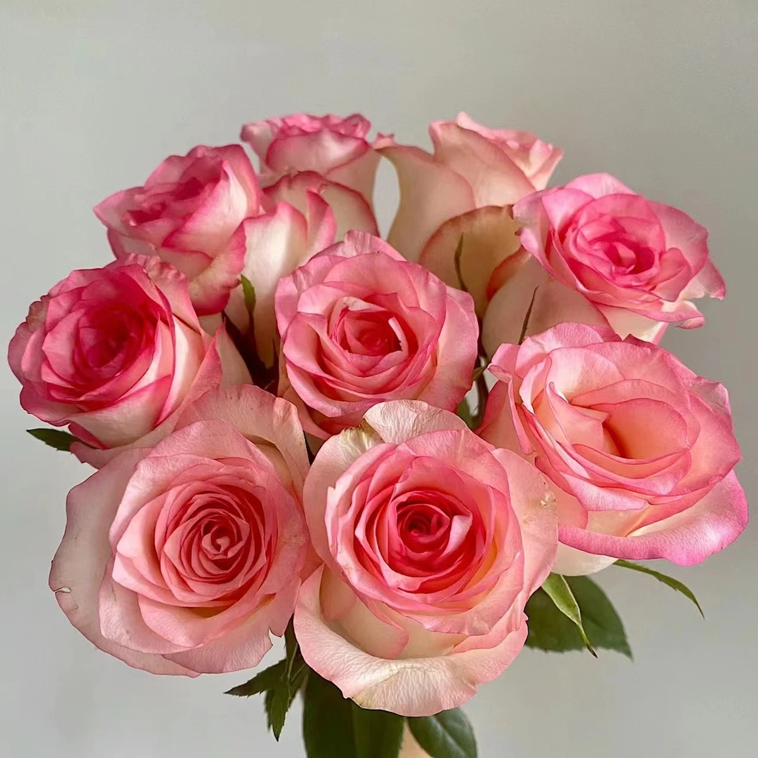 【艾莎(铁头)】10支单头玫瑰  基地直发