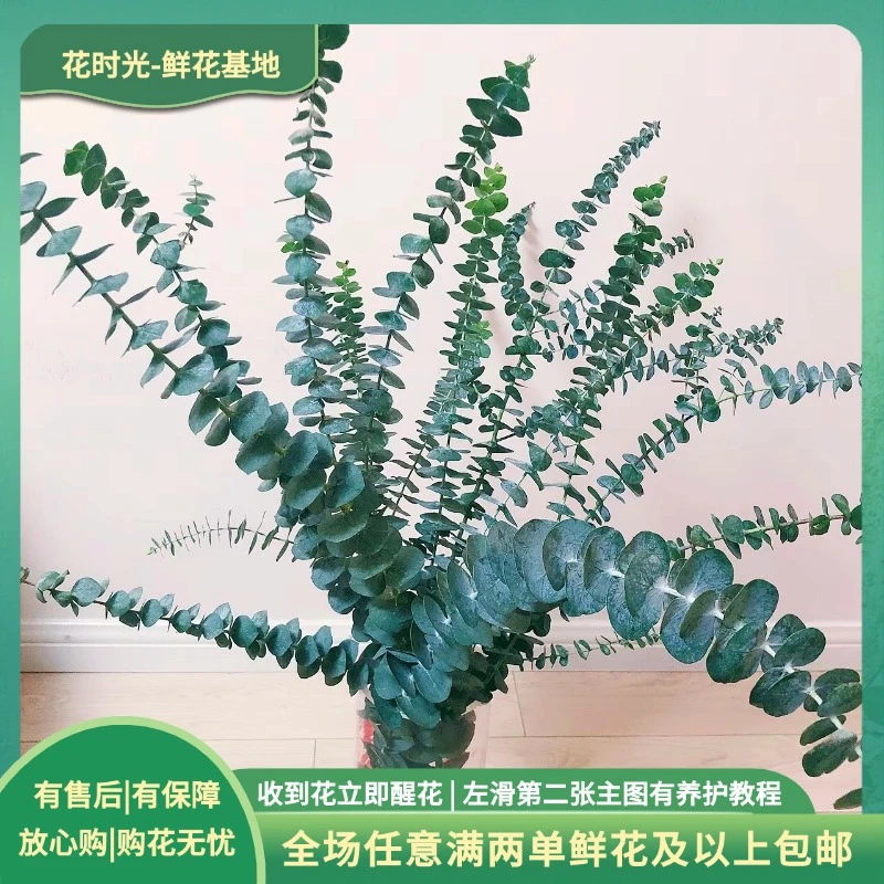 【尤加利叶】尤加利叶  可做干花  | 全场任意满两单鲜花包邮