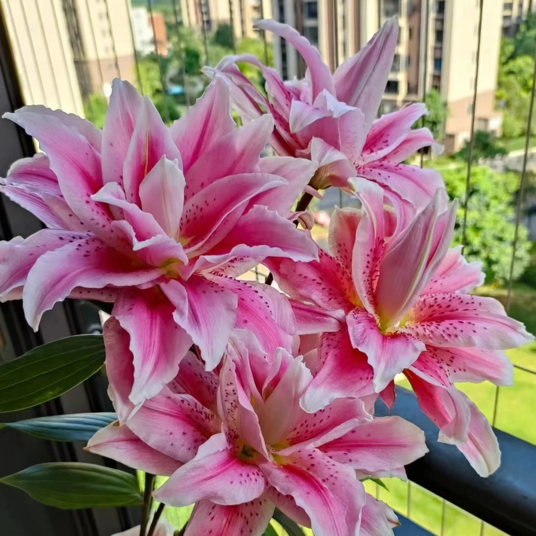 【蝶舞红尘】蝶舞红尘重瓣香水百合 | 全场任意满两单鲜花顺丰包邮