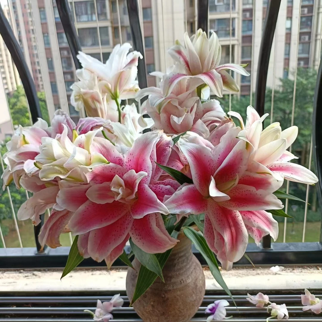 【维多利亚】维多利亚重瓣香水百合 | 全场任意满两单鲜花顺丰包邮