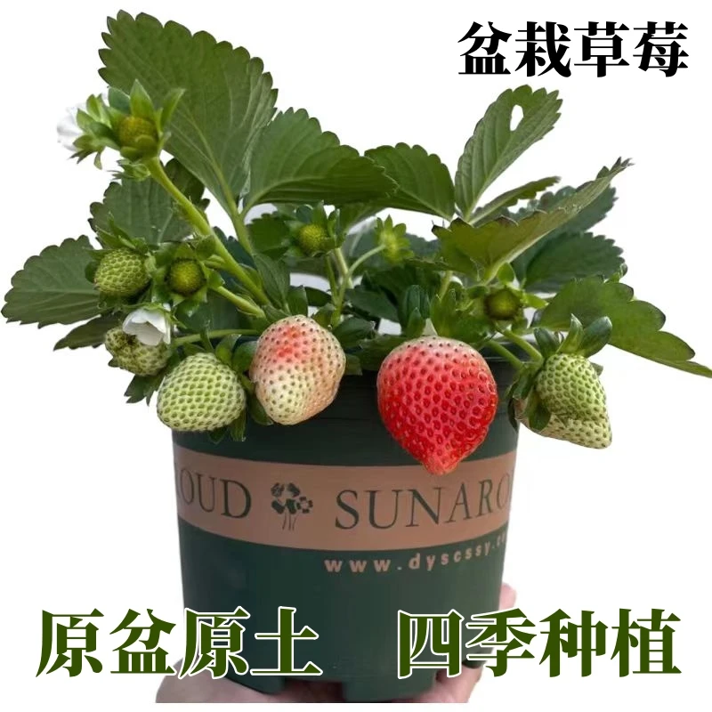 奶油草莓盆栽原盆原土大四季阳台庭院种植南北方盆栽植物当年结果