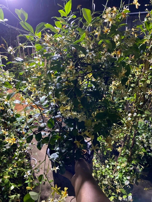 风车茉莉耐寒耐旱络石藤银丝茉莉大苗盆栽地栽爬藤花卉常青植物