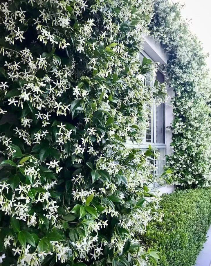 风车茉莉爬藤植物庭院爬墙四季爬藤开花浓香型络石藤粉色盆栽大苗