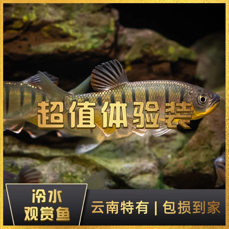 云南特有原生鱼冷水观赏鱼稀有混养顺丰丽色低线鱲异斑小鲃红蚌丹