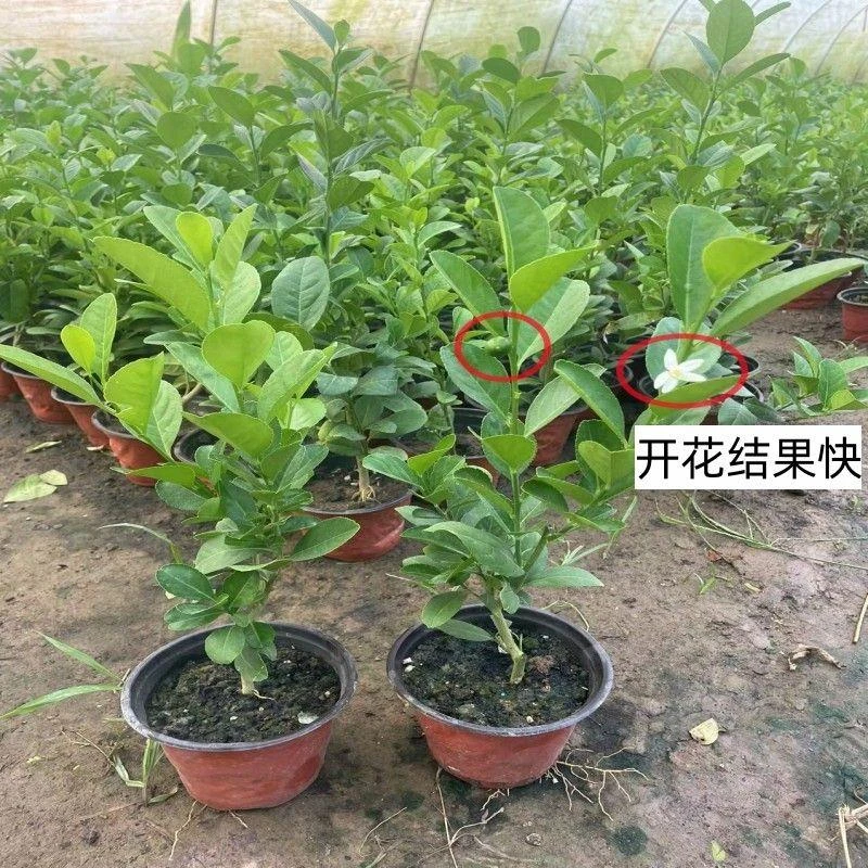 四季香水柠檬可食用室内阳台庭院绿植浓香型无籽叶带香味水果苗子
