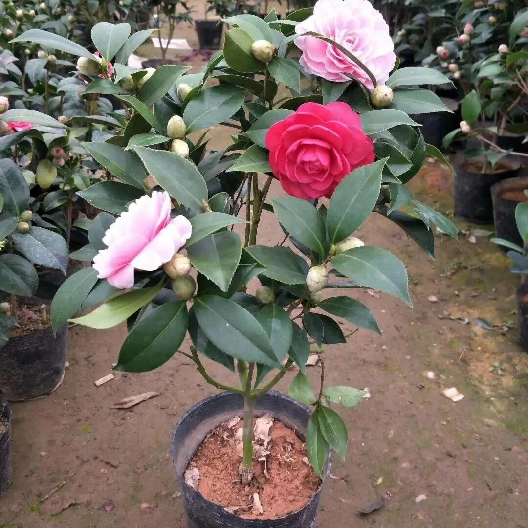 山茶花树苗 小苗花期原盆发货