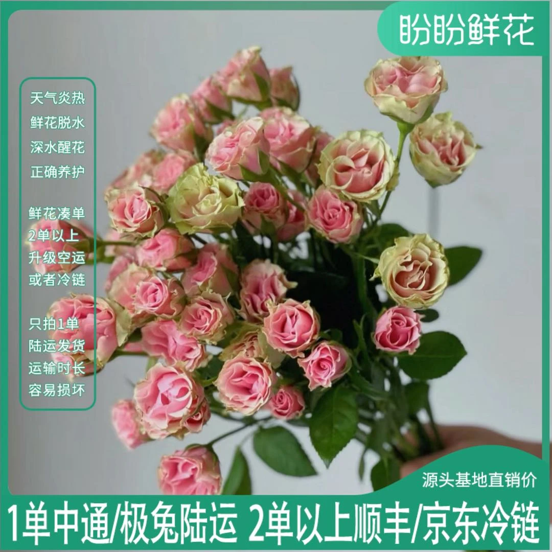 【新品体验】樱花谷泡泡 任意2单以上包邮 发货后不支持退款 鲜花