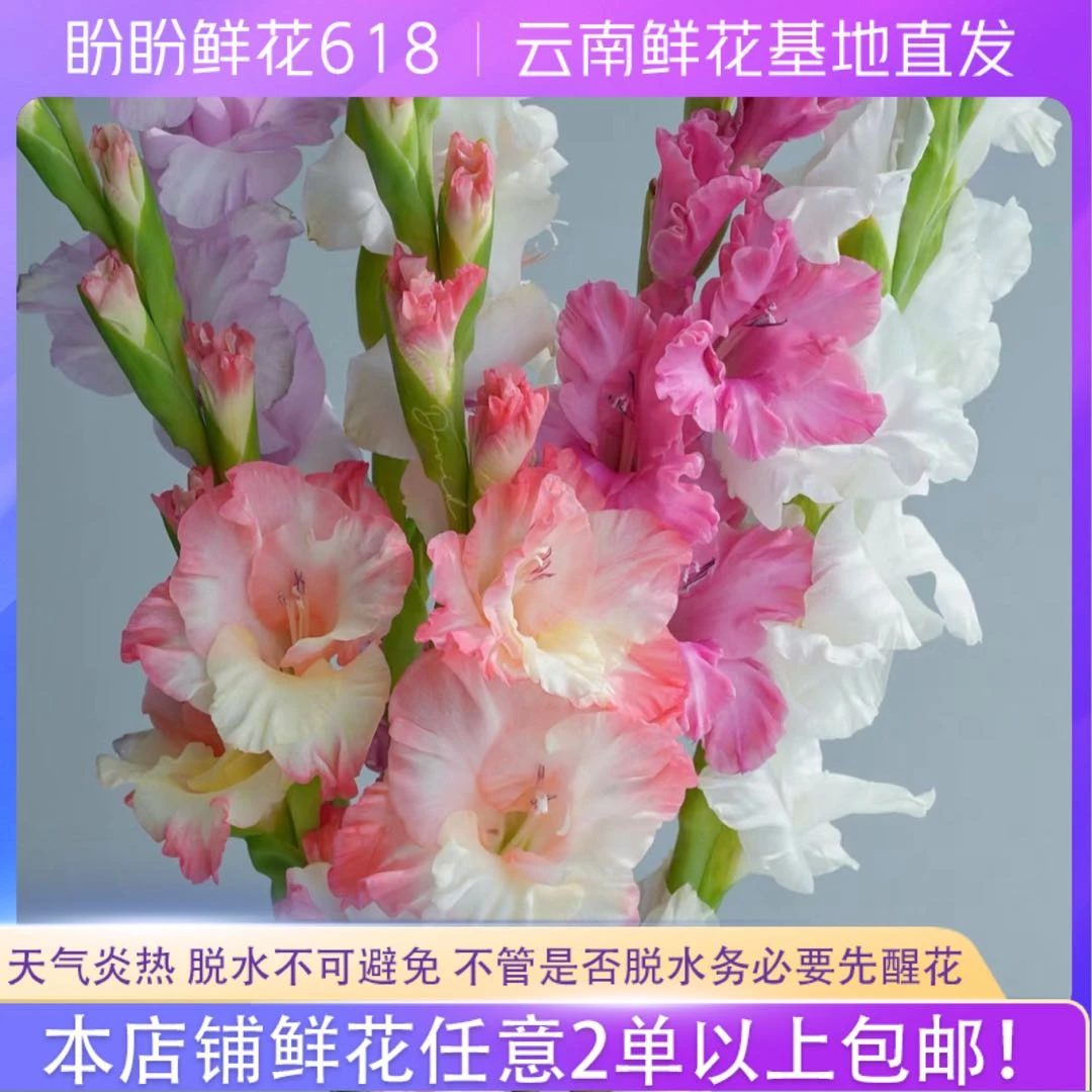 【直播专享】不选色剑兰 任意2单或以上包邮发货 云南鲜花