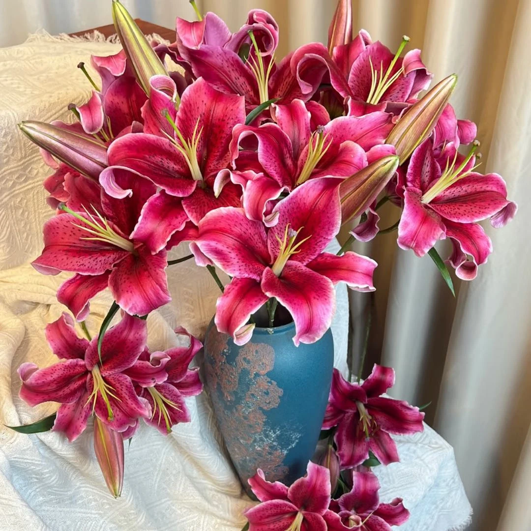 【盼盼鲜花】黑美人香水百合 鲜花两单起包邮 云南鲜花