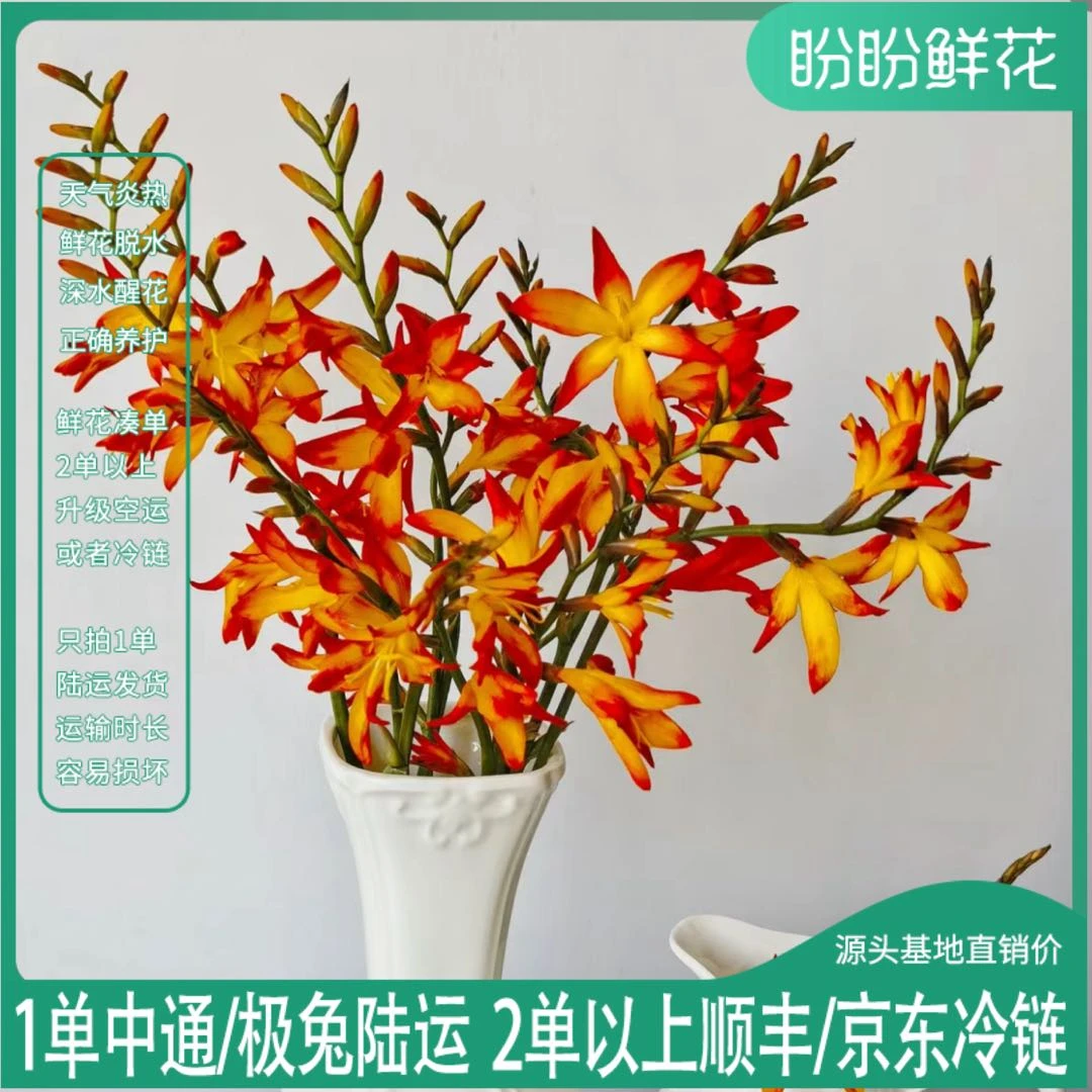 【今日上新】火焰兰 任意2单以上包邮发货后不支持退款 云南鲜花