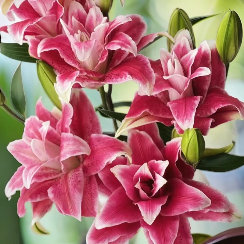 【盼盼鲜花】迪奥重瓣百合 高货 鲜花两单起包邮 云南鲜花