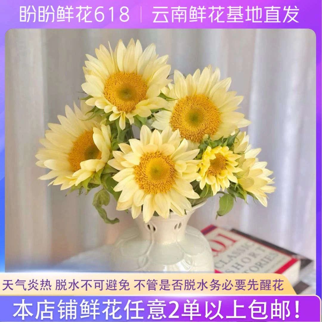 【今日上新】奶油向日葵 任意2单或以上包邮发货 云南鲜花