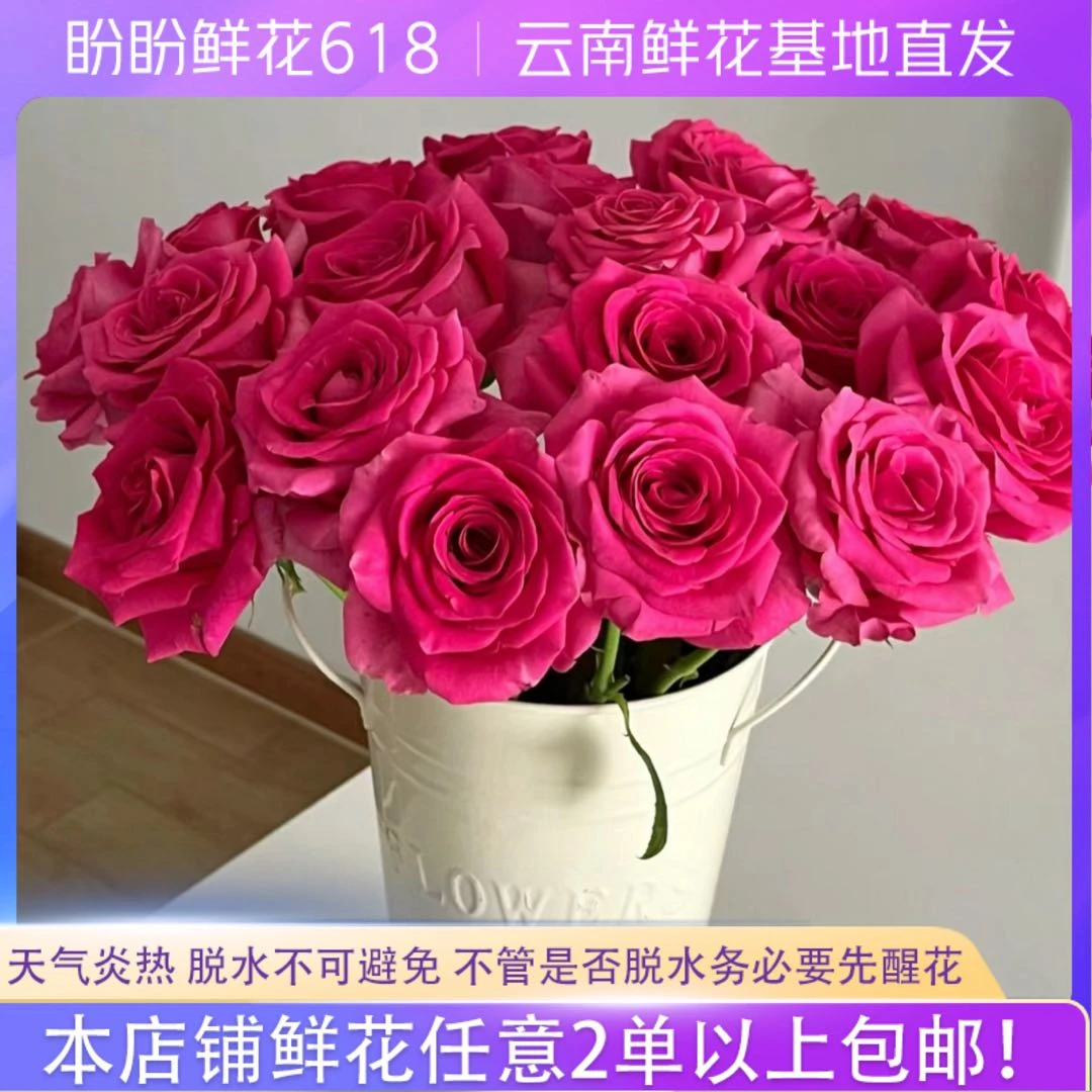 【今日限量】弗洛伊德玫瑰 任意2单以上包邮 发货后不支持退款 鲜花