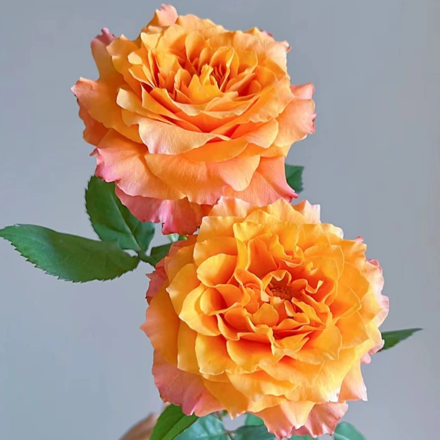 【盼盼鲜花】火灵鸟玫瑰 鲜花两单起包邮 云南鲜花