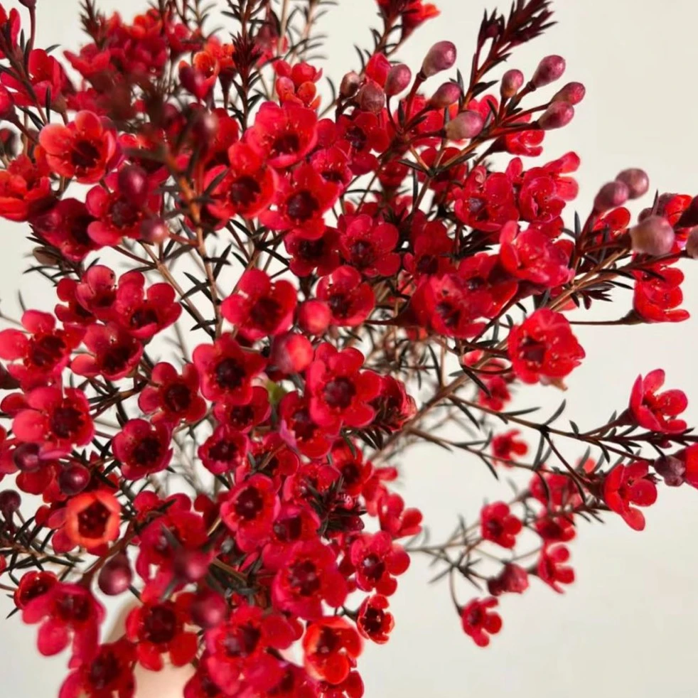 【盼盼鲜花】红色腊梅 鲜花两单起包邮 云南鲜花