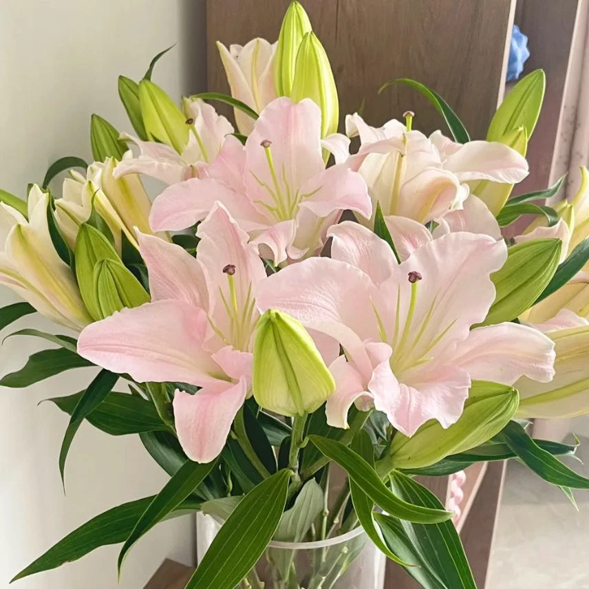 【盼盼鲜花】粉天使香水百合 鲜花两单起包邮 云南鲜花