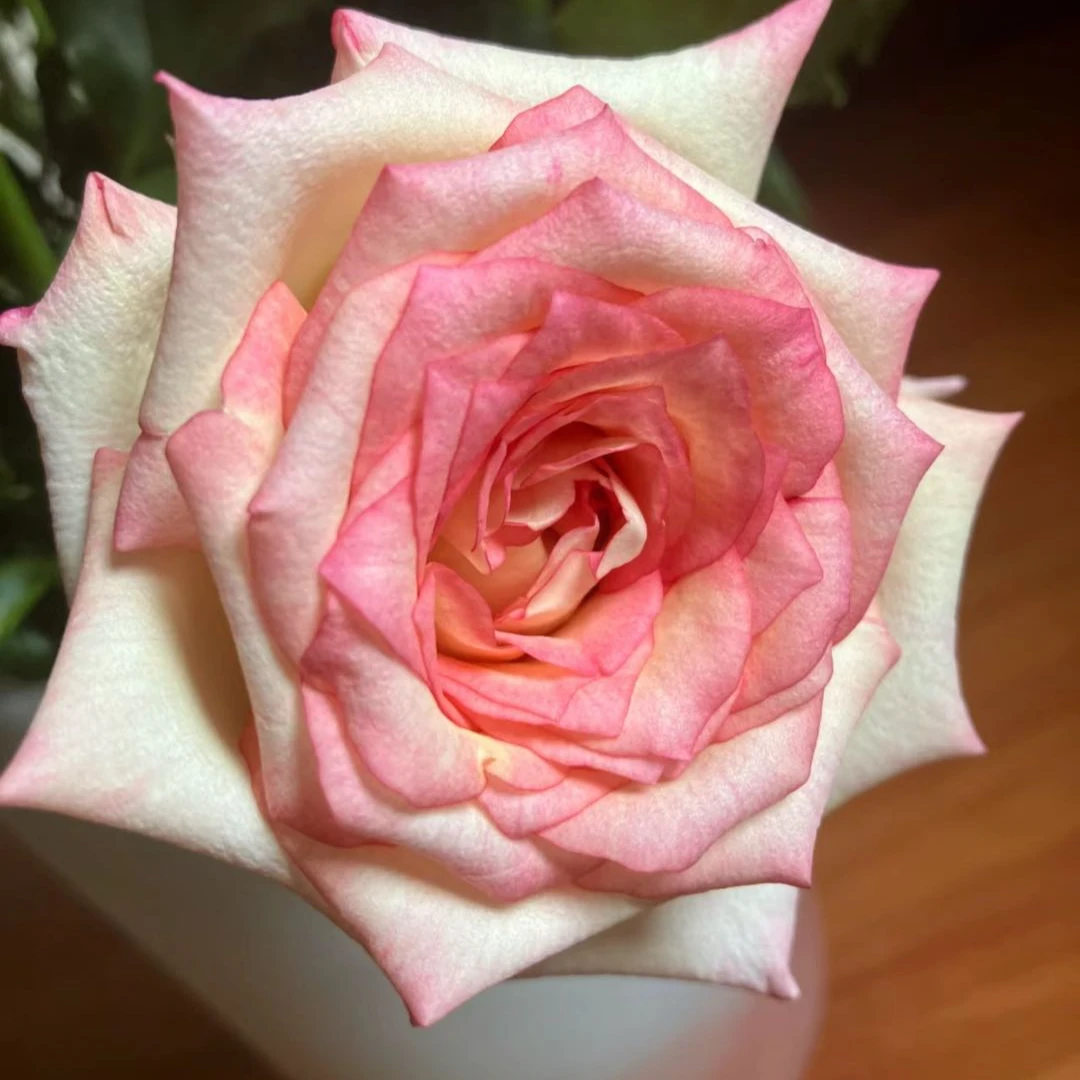 【盼盼鲜花】双色粉玫瑰 鲜花两单起包邮 云南鲜花