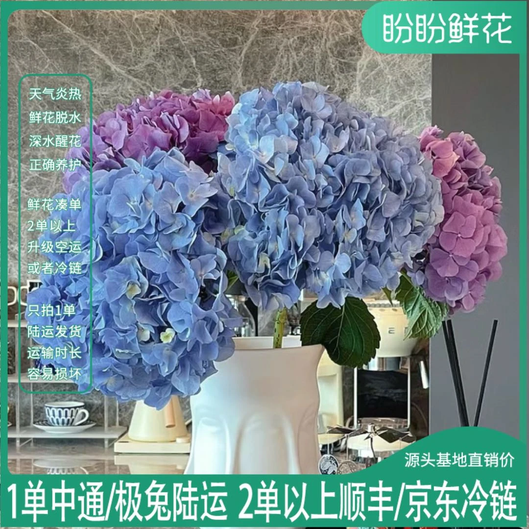 【美满团圆】不选系单瓣绣球 任意2单以上包邮发货后不支持退款鲜花