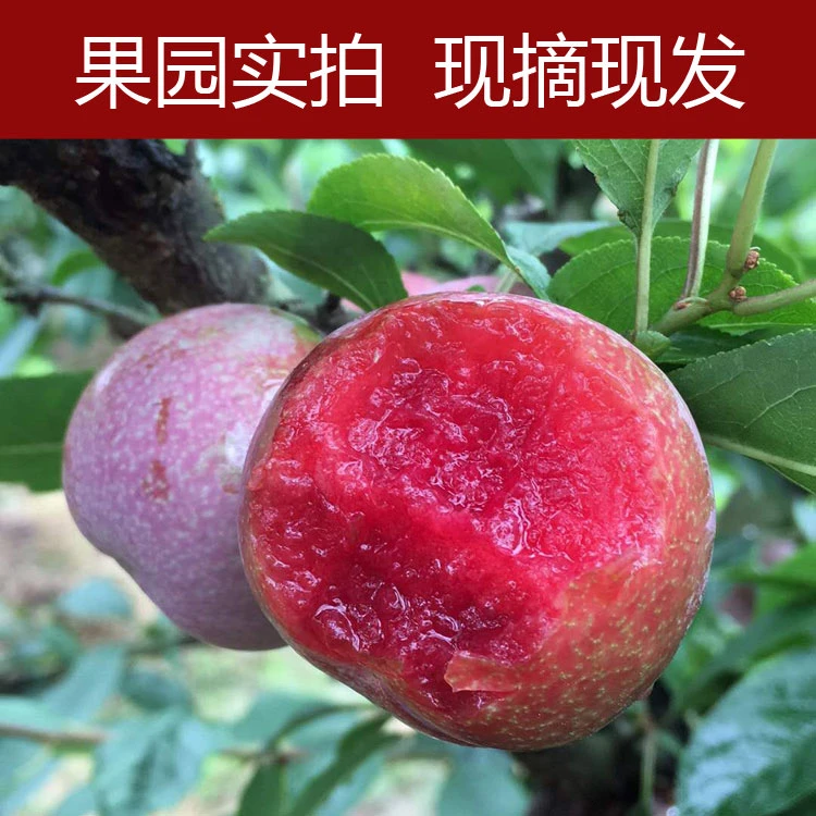 【现摘现发】正宗红心李新鲜三华李现摘现发水果李子红心李酸甜5斤