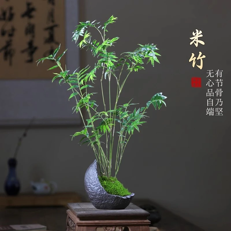 米竹植物凤尾竹子盆栽苔藓新中式懒人小盆景办公桌茶桌面室内绿植