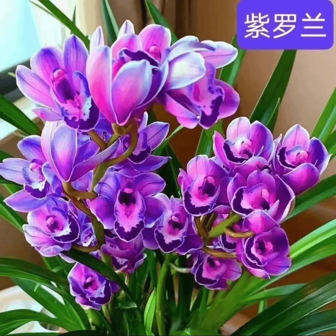 【紫罗兰】紫气东来开花超级【6-8苗】带盆室内室外好养易活兰花绿