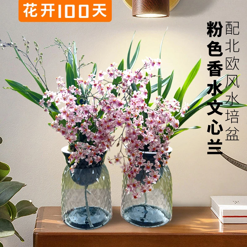 【3色文心兰送懒人盆】香水文心兰花 梦香带浓香花苞出售花卉盆栽