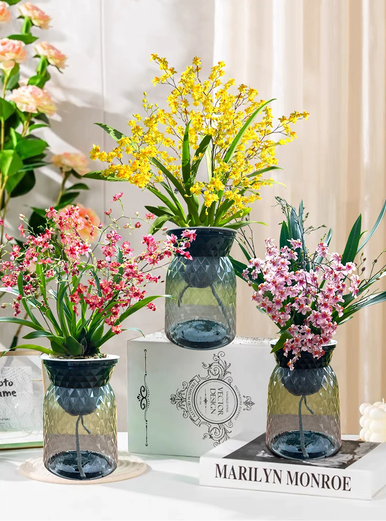 【 香水文心兰】带花带北欧风盆花苗梦香带浓香花苞出售花卉
