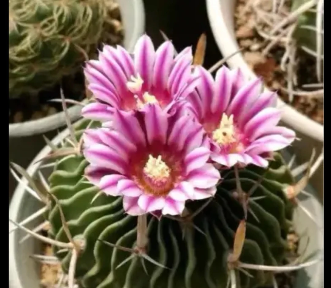 多棱玉仙人球开花多肉植物千波万波仙人掌室内桌面电脑防辐射
