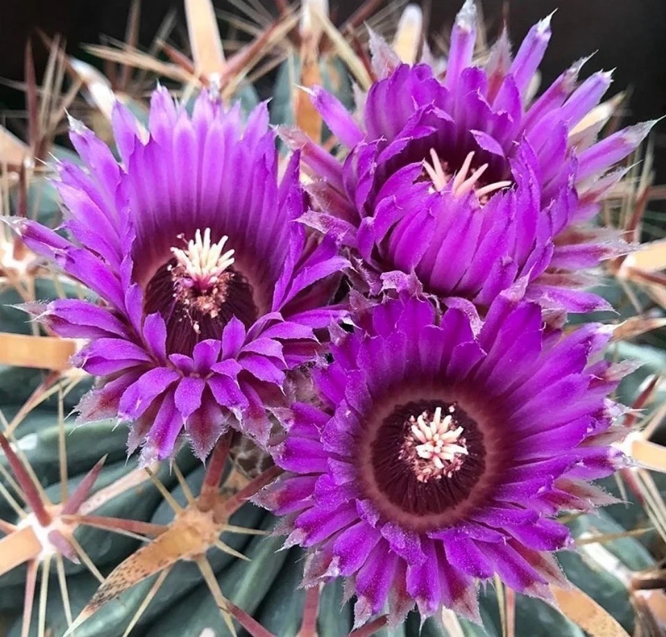 实生仙人球日出红刺狂刺宽刺开花多肉