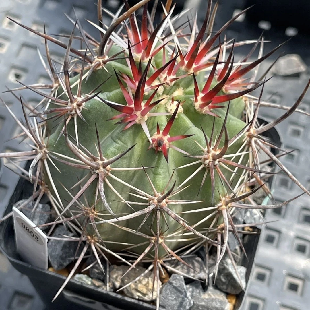 仙人球,林氏幻虾,进口仙人球大全新款