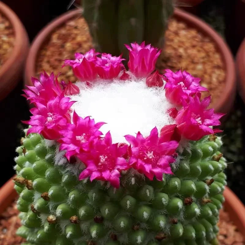 实生仙人球多粒丸 乳突属多肉植物易养开花电脑桌面防辐射小盆栽