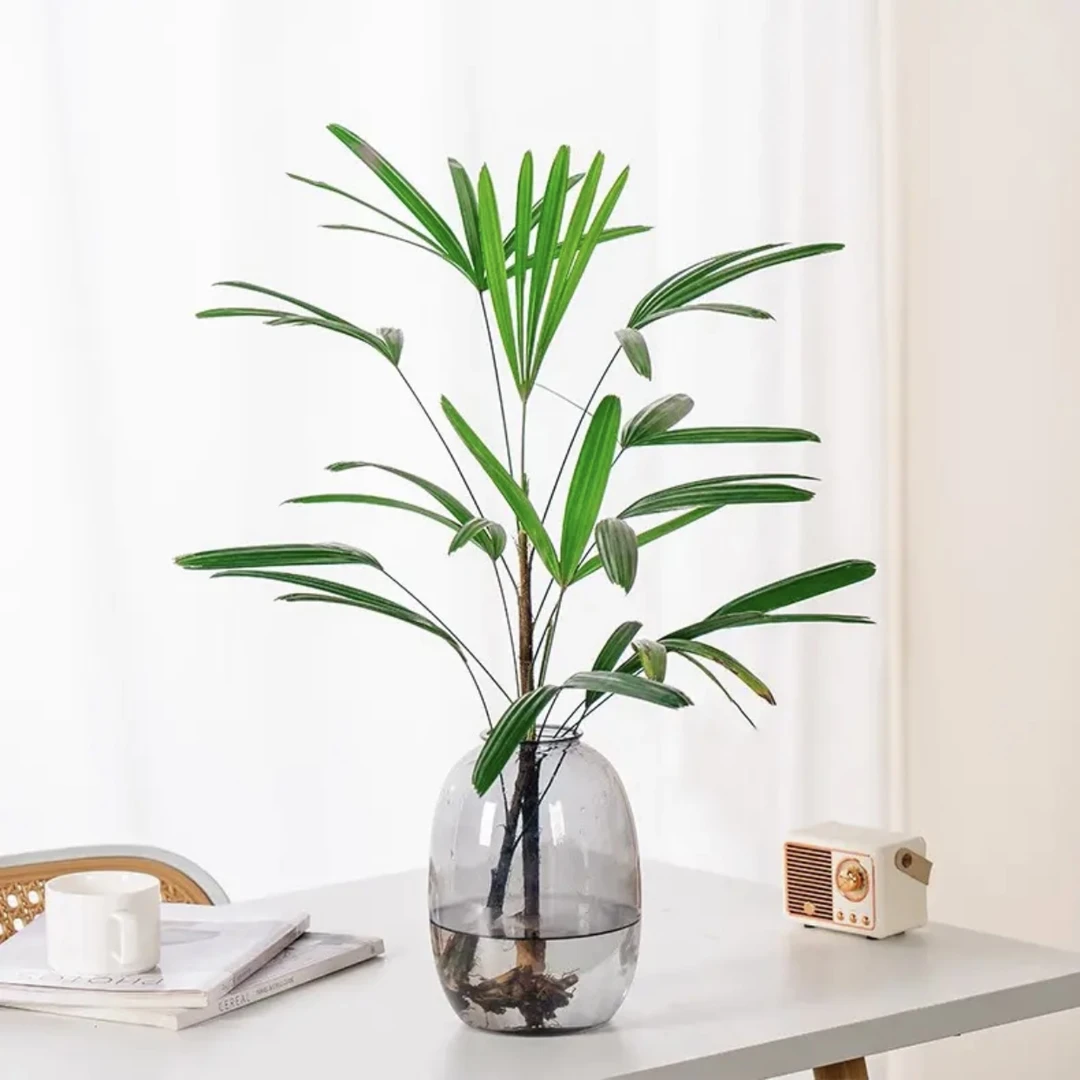 金山棕竹水培植物室内好养水竹子盆栽富贵竹客厅招财旺宅花卉绿植