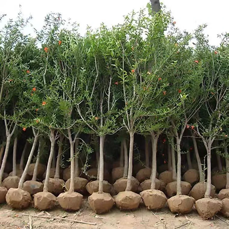绿植盆栽南方北方种植阳台庭院