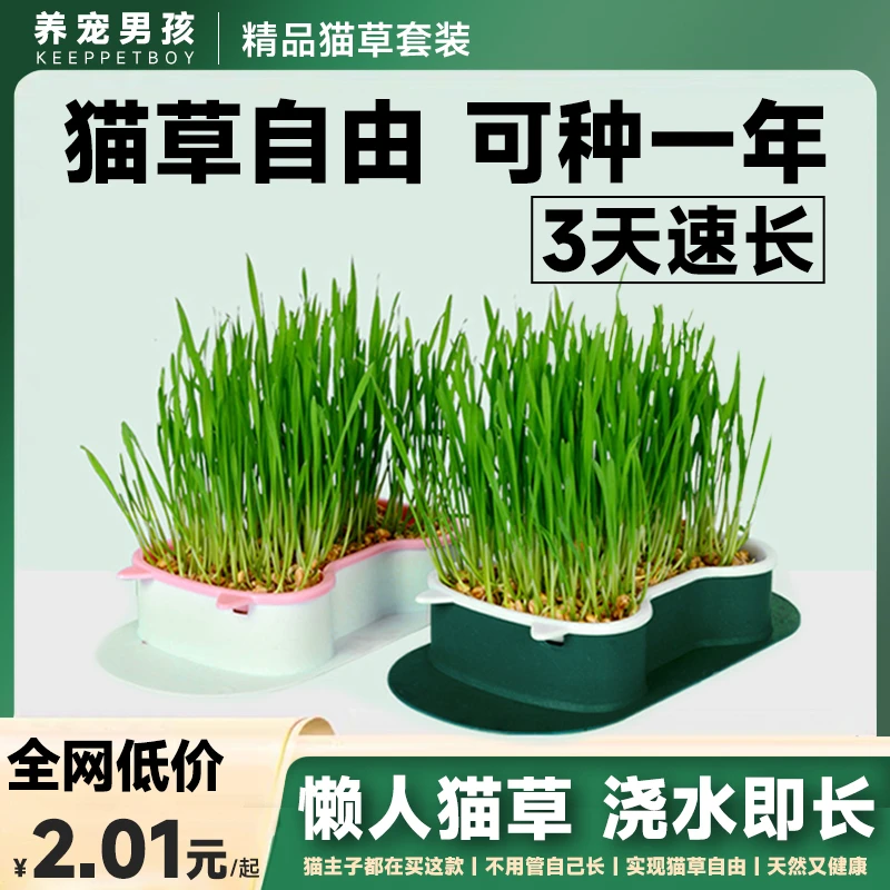 全网低价闭眼冲丨新款猫草盆栽懒人无土水培种植盒懒人猫草种植盆