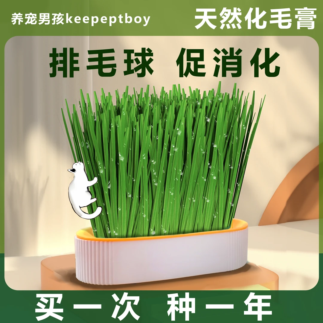 猫草盆栽猫草种子伴侣水培猫草猫零食猫草零食毛球化毛膏猫猫用品
