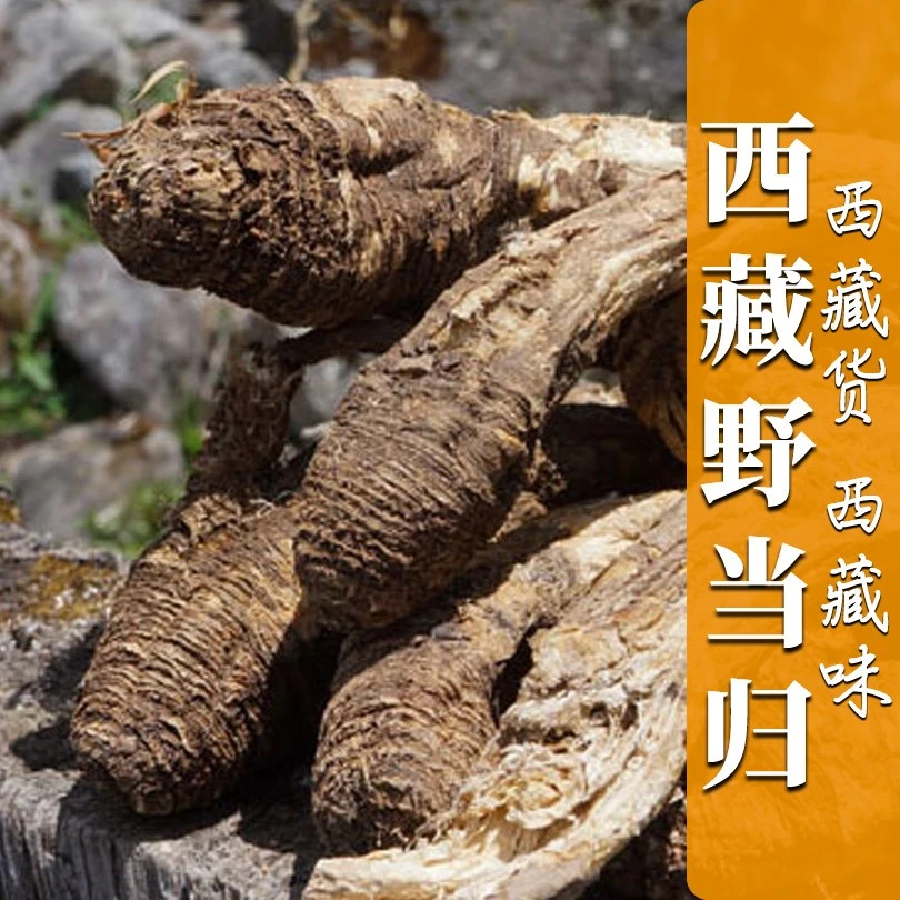 西藏野生当归高海拔自然生长的大当归小当归