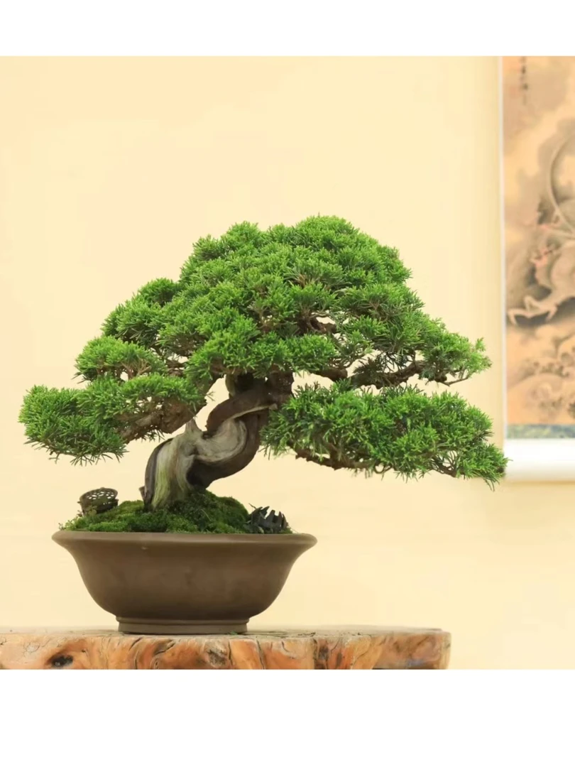 盆景一物一拍所见即所得精品盆景土壤种植绿植花草盆栽鲜活苗木