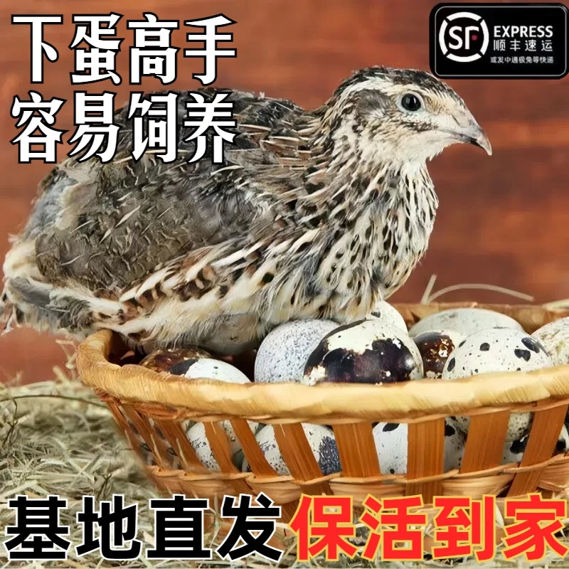 【商品青年鹌鹑】鹌鹑宠物鸟鹌鹑包邮白条包邮包活到家