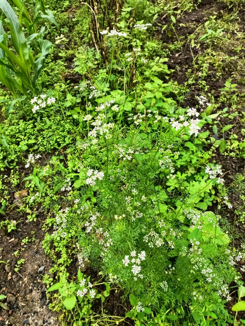 老品种香菜0.01克400粒