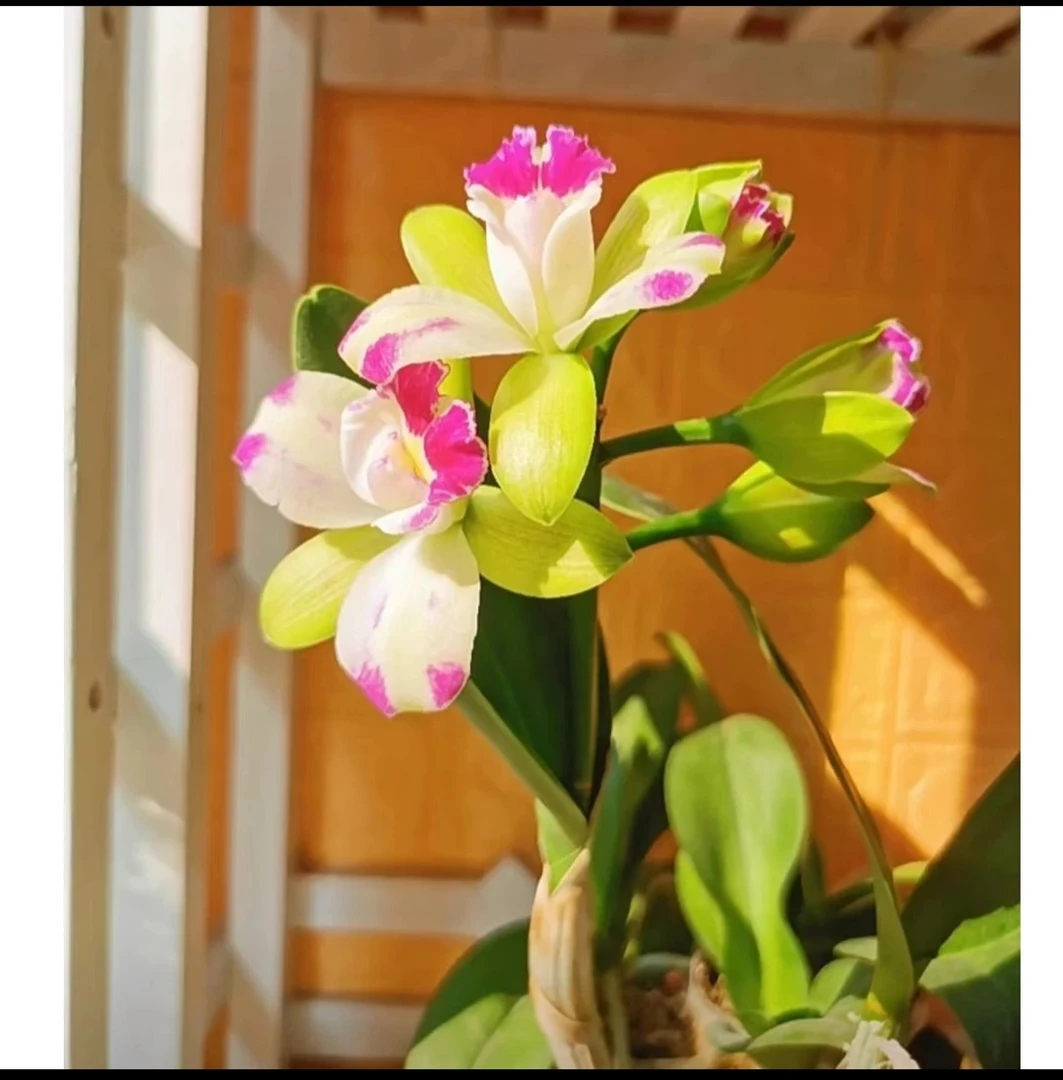 泰秋卡特兰，绿精灵，清香型，带花苞，原盆原土发货