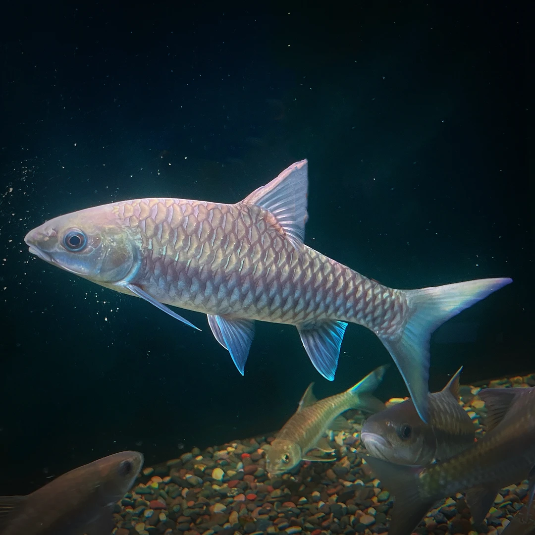 直播专用吉罗鱼观赏鱼专用链接