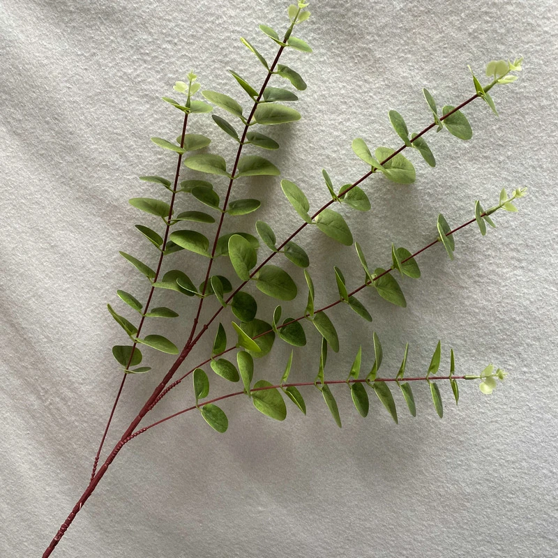 3D打印5叉金钱叶 仿真植物尤加利 家居室内装饰绿