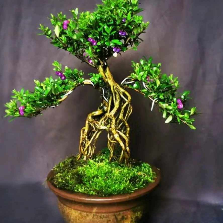 蕊帽忍冬蓝宝石水晶果四季常青米叶观赏绿植