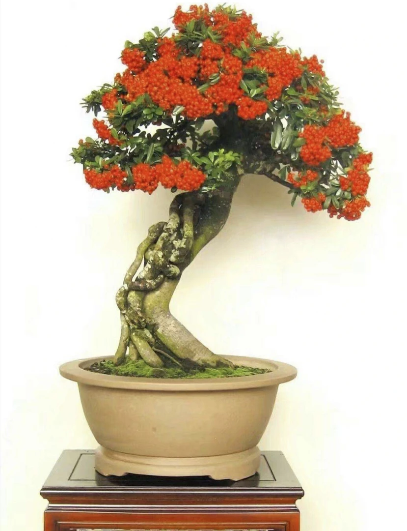 火棘果 可以食用  可以泡酒  "串灯挂